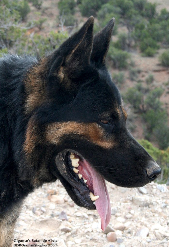 DDR East Line Working Shepherd