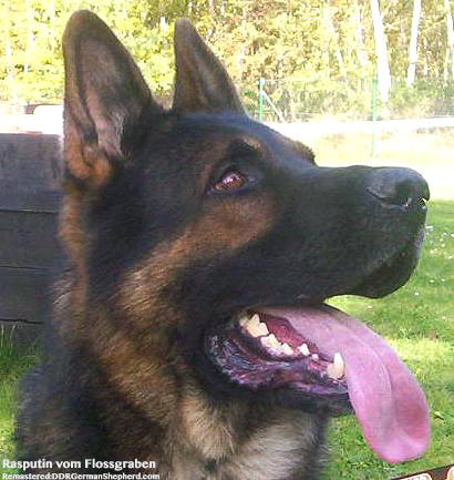 DDR Dog Rasputin-vom-Flossgraben
