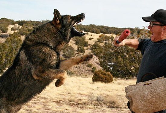 East German Working line DDR Dog
