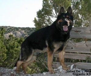 Satan De L’Avia aka Jagger