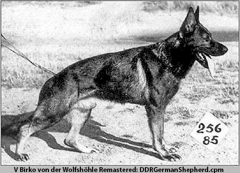 DDR Dog Birko Wolfshohle