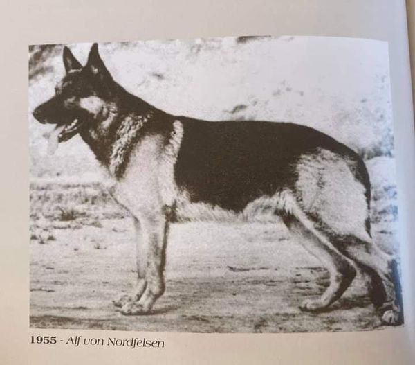 
DDR Foundation Dog VA Alf v. Nordfelsen