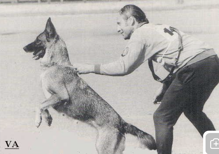 DDR Dog Otty vom Landsberg