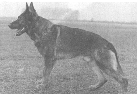 DDR Dog