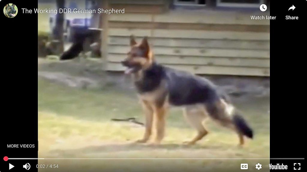 The Working DDR German Shepherd