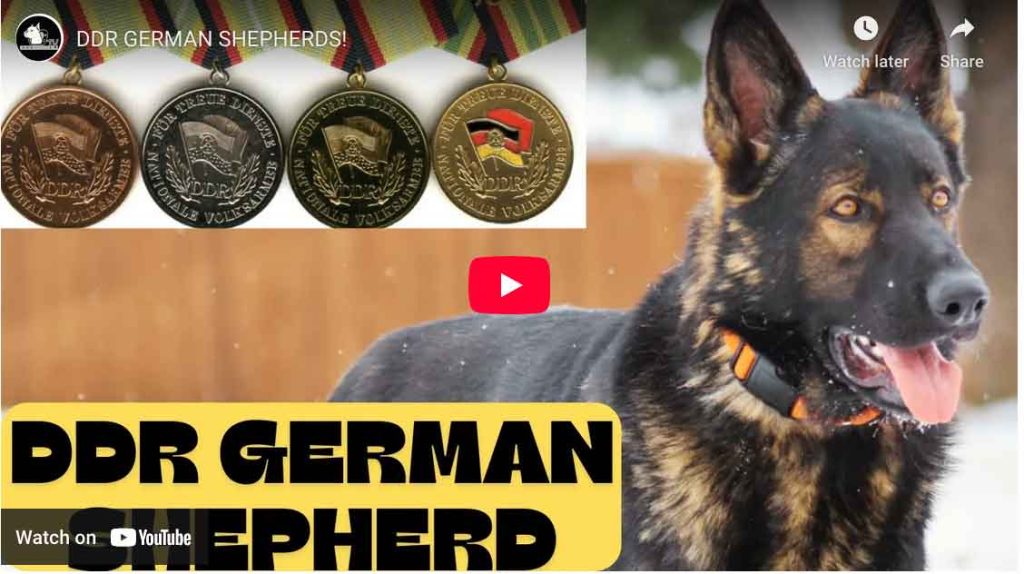 DDR GERMAN SHEPHERDS