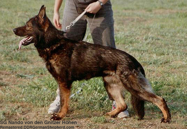 SG Nando von den Gnitzer Höhen