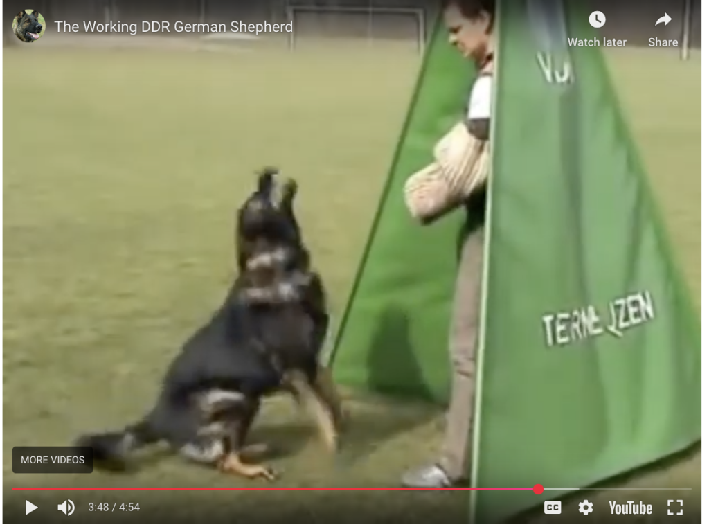 The Working DDR German Shepherd