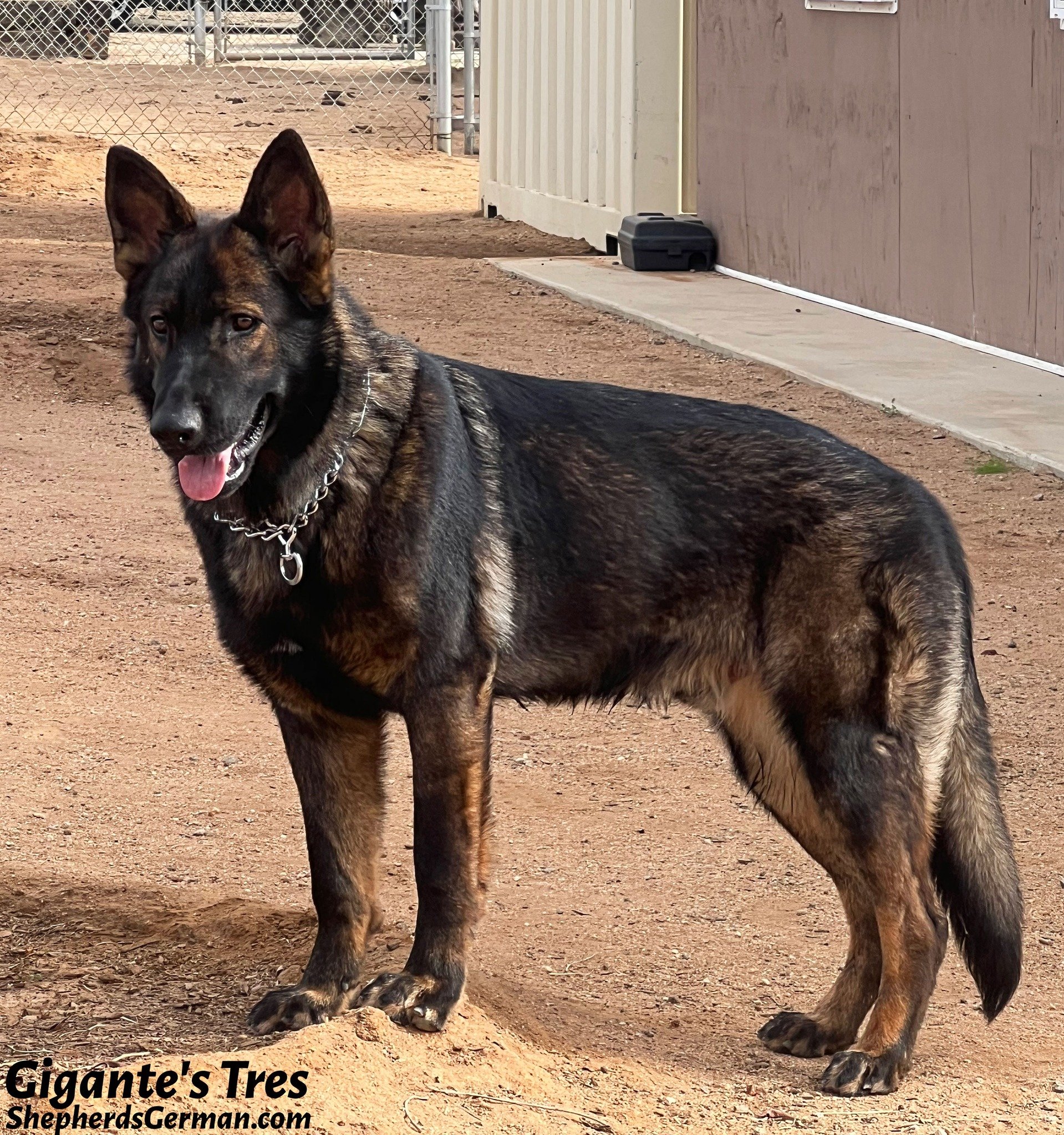 East German DDR Male