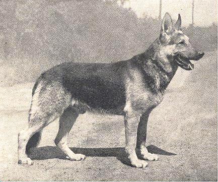 Blitz vom Falkenwappen