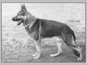 Jeff vom Flämings-Sand