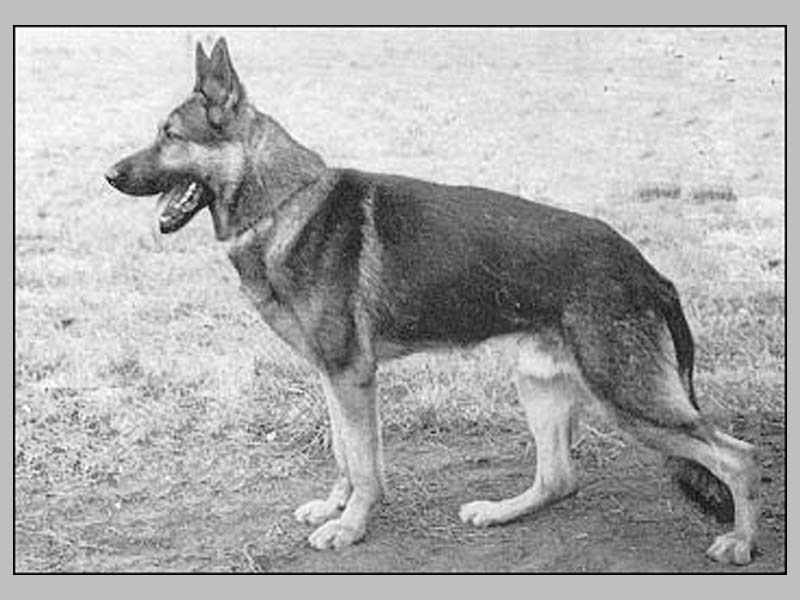 Jeff vom Flämings-Sand