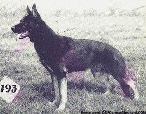 Alf vom Wachtendorfer Busch