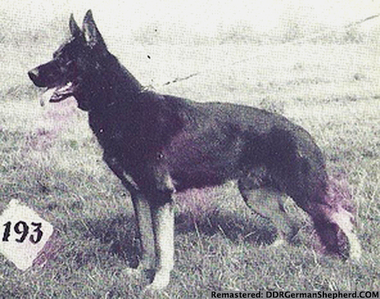 Alf vom Wachtendorfer Busch