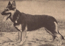 Amsel aus der Lindenstadt
