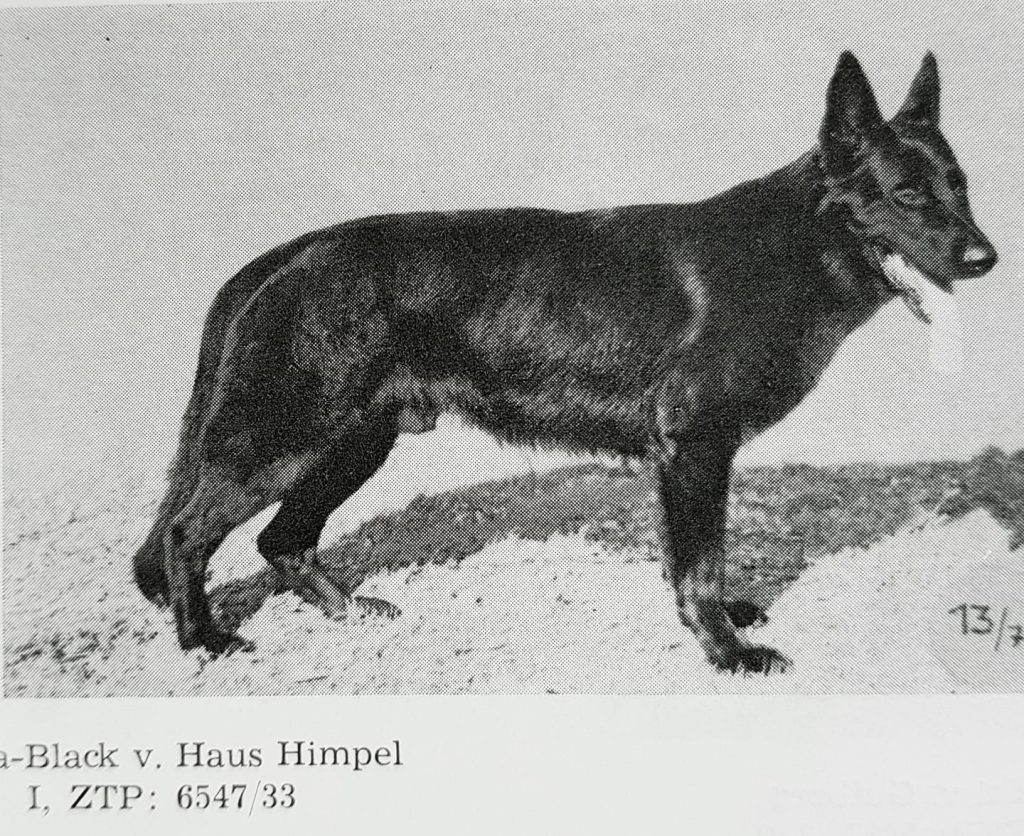 Black vom Haus Himpel