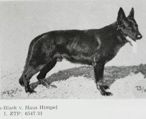 Black vom Haus Himpel