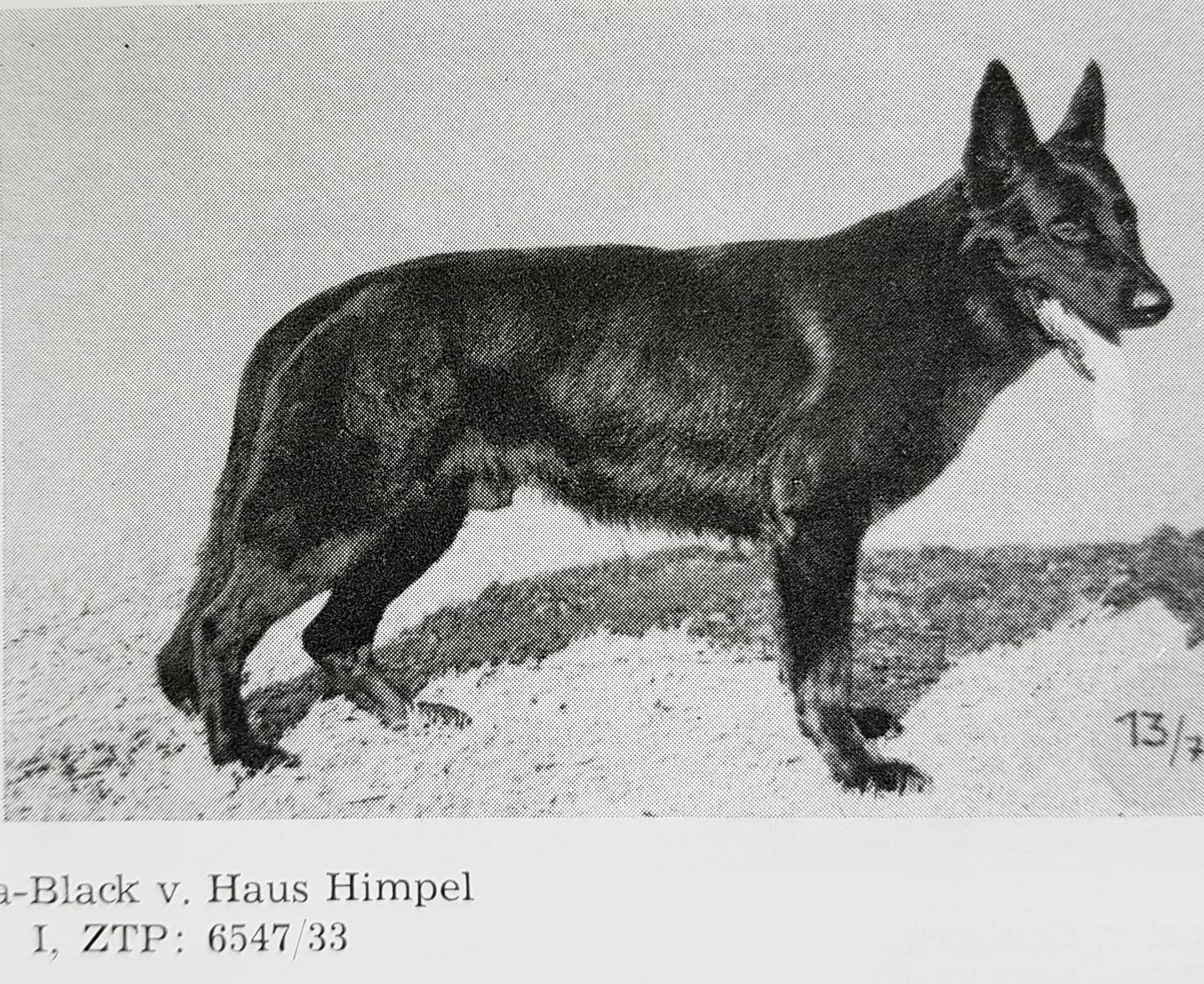 Black vom Haus Himpel