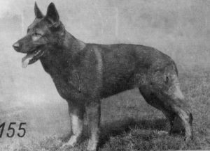 Bronco vom blauen Brunnen