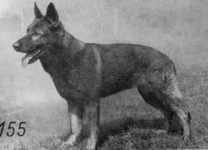 Bronco vom blauen Brunnen