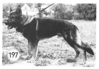 Cliff vom Laager Wall