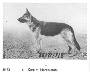 Cora vom Marderpfahl