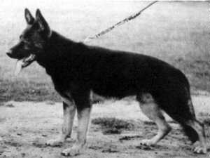 Dasko vom Baruther Land