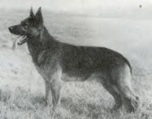 Falko von der Galgenschlucht