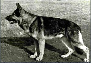 Fels vom Kemmlerblick