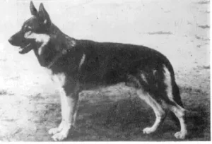 Cornel von Monte Carlo