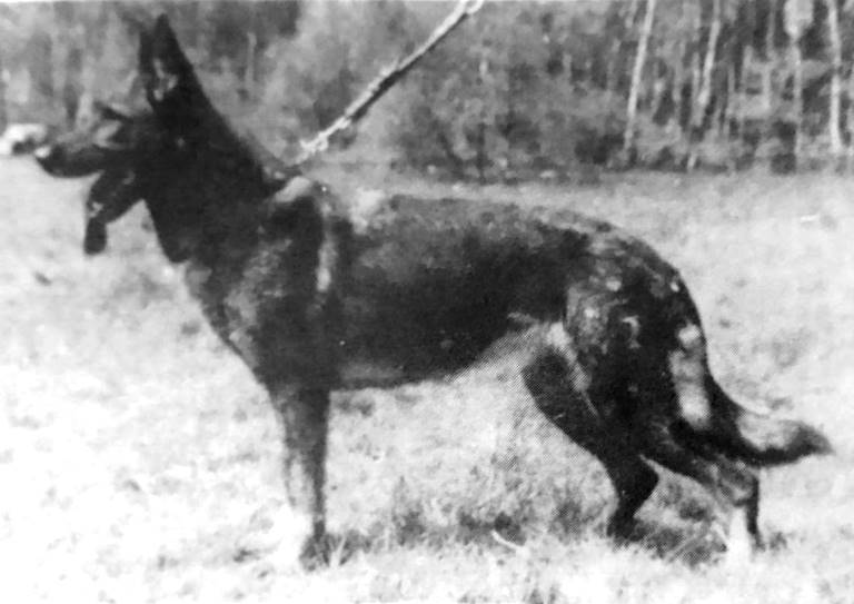 Daisy vom Porphyrbruch