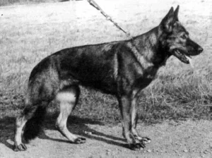 Farah vom Baruther Land