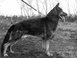 Iwo von der Buschecke