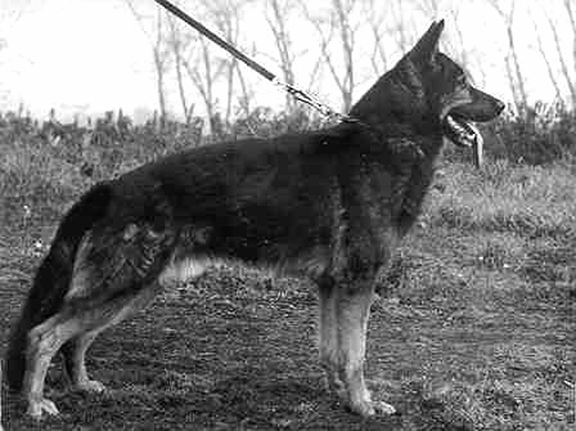 Iwo von der Buschecke