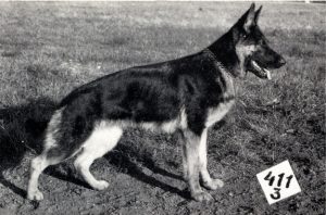 Queen von der Ratstanne