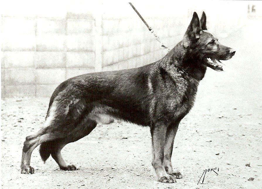 Ringo vom Marongstein