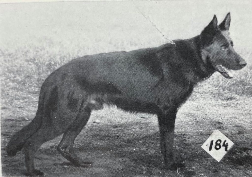 Trux vom Hamstereck