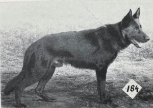 Trux vom Hamstereck