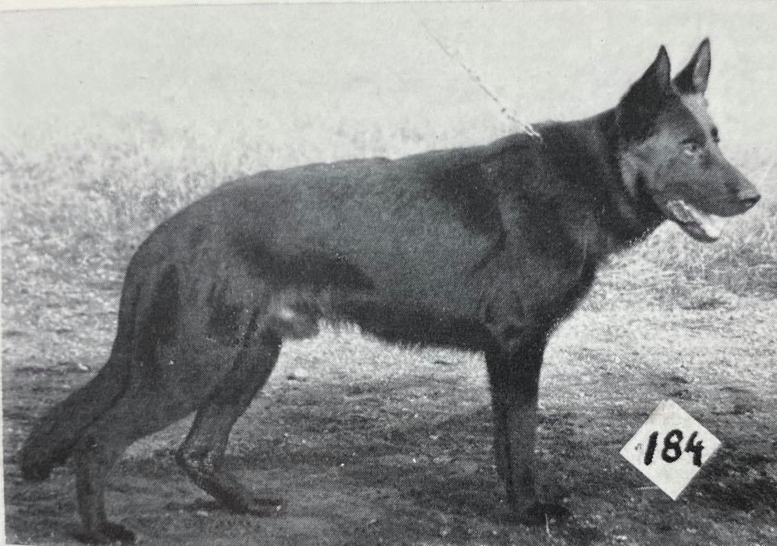 Trux vom Hamstereck