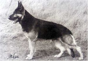 Dux von der Schockengrube