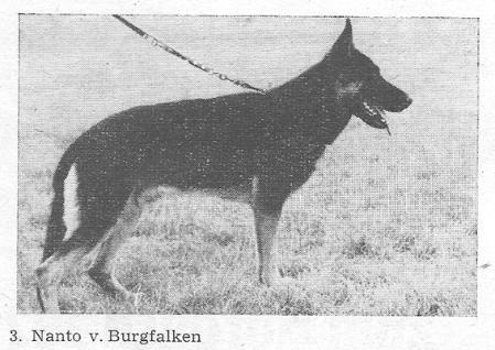 Nanto vom Burgfalken