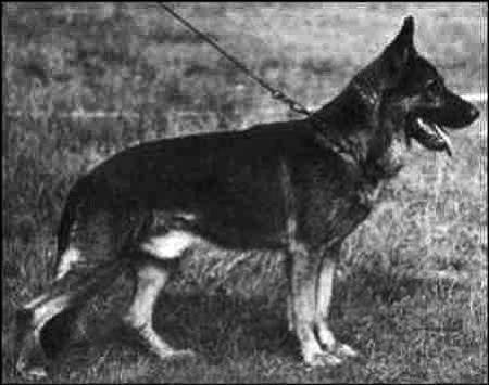 Reio von Christiensruh