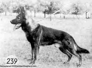 Dolf vom Hechtbrunnen