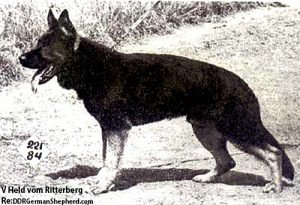 Held vom Ritterberg