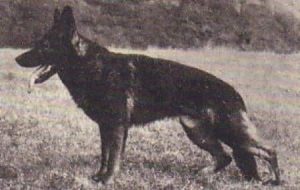 Xandor vom Eichenplatz