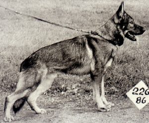 Zorro vom Laager Wall