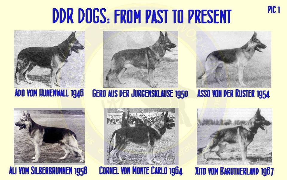 DDR East German — Who What Where Am I 13