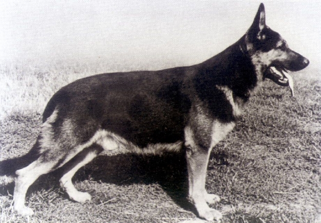 729332 Fero Aus Der Eselstadt