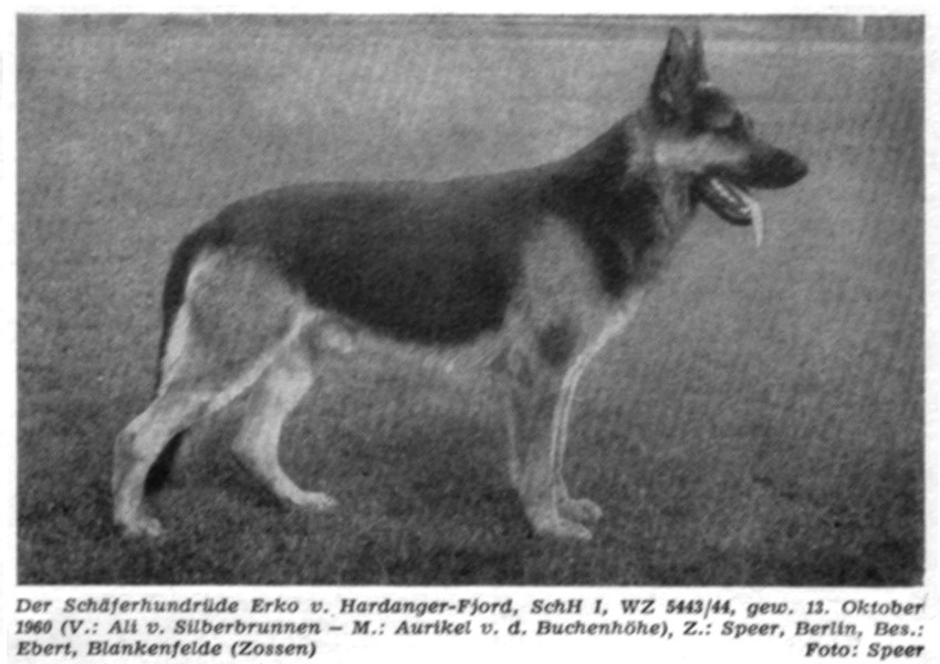 Der Typ DSH Anfang Der 60iger Jahre Erko v Hardanger Fjord SchH i wz 5443 44 Gew 13 10 1960