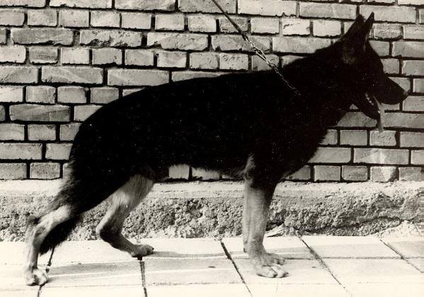 1014107 909388125743164 1241897812 n